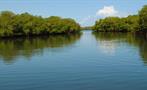 mangroves, Cayo Paradise Snorkeling Full Day Tour