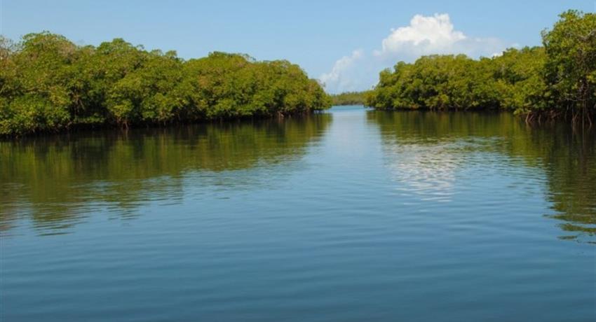 mangroves, Cayo Paradise Snorkeling Full Day Tour