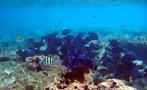 coral reef cayo paradise, Cayo Paradise Snorkeling Full Day Tour