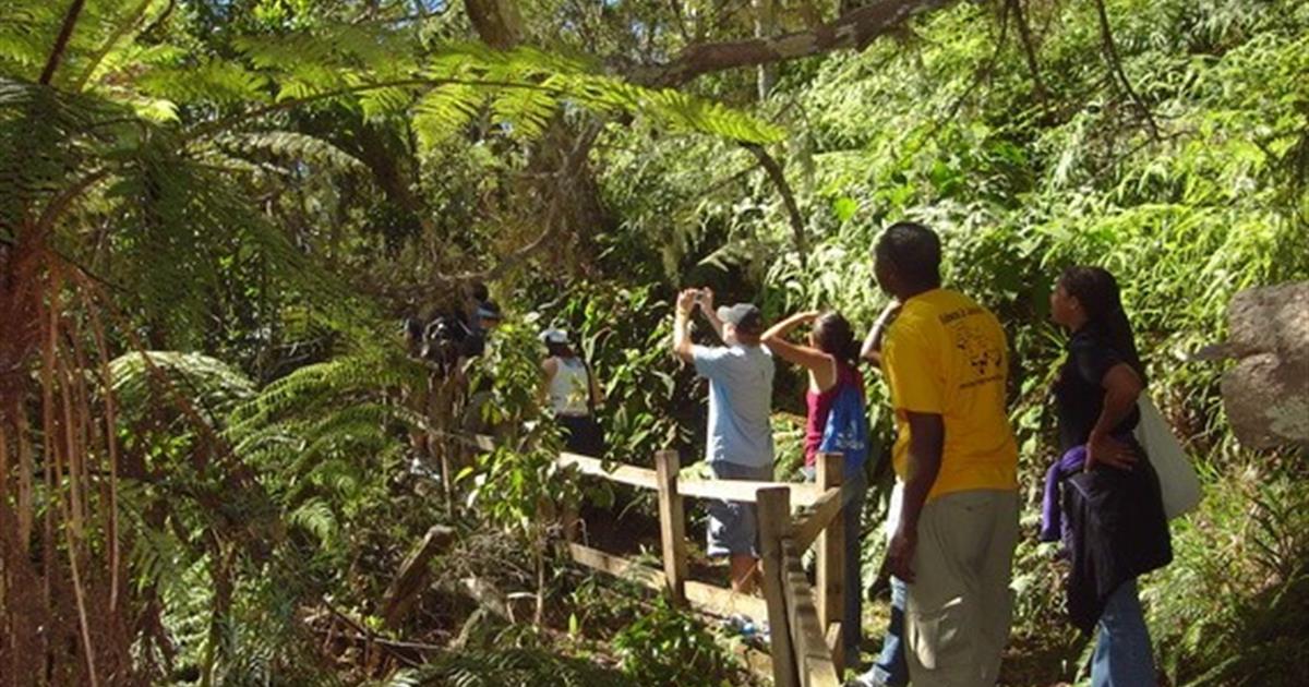 Jamaica's Blue Mountain Hike & Coffee Tour, Kingston, Jamaica | Tiqy