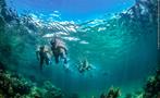 jungle tour cancun snorkling to the coral reef, Expedición Submarina