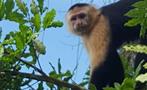 Lake Gatun and Monkey Island Half Day Tour, Tour de Medio Día por el Lago Gatún y la Isla de los Monos desde la Ciudad de Panamá