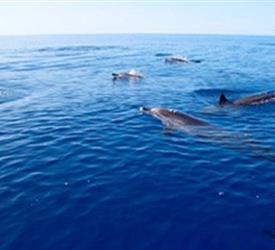 Avistamiento de Ballenas y Delfines en Madeira