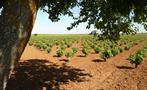 field of grapes fro wine production, Recorrido de Vinos en Madrid