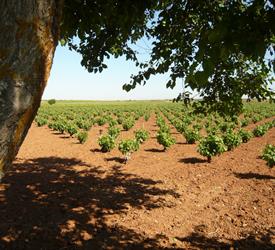 Recorrido de Vinos en Madrid