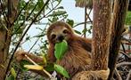 A cute baby sloth, Mangrove Kayak Tour in Isla Damas