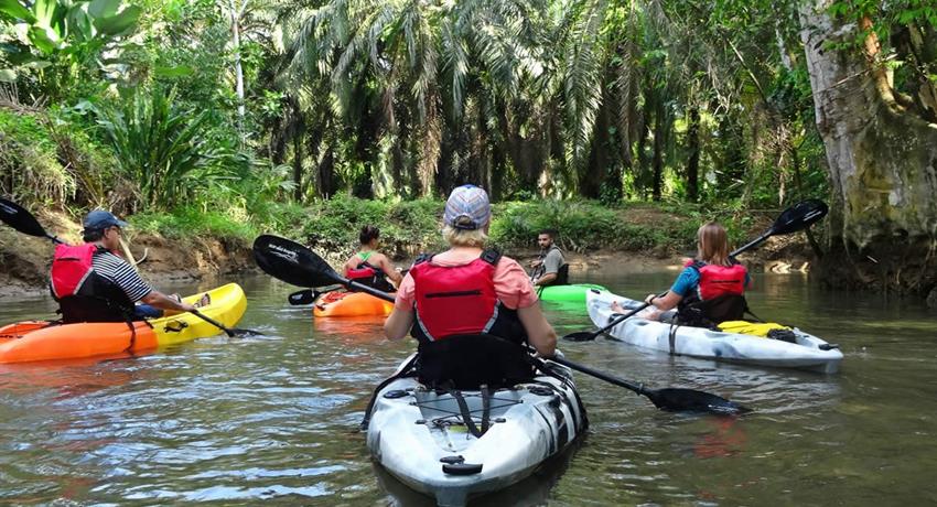 The kayaking group tour, Mangrove Kayak Tour in Isla Damas