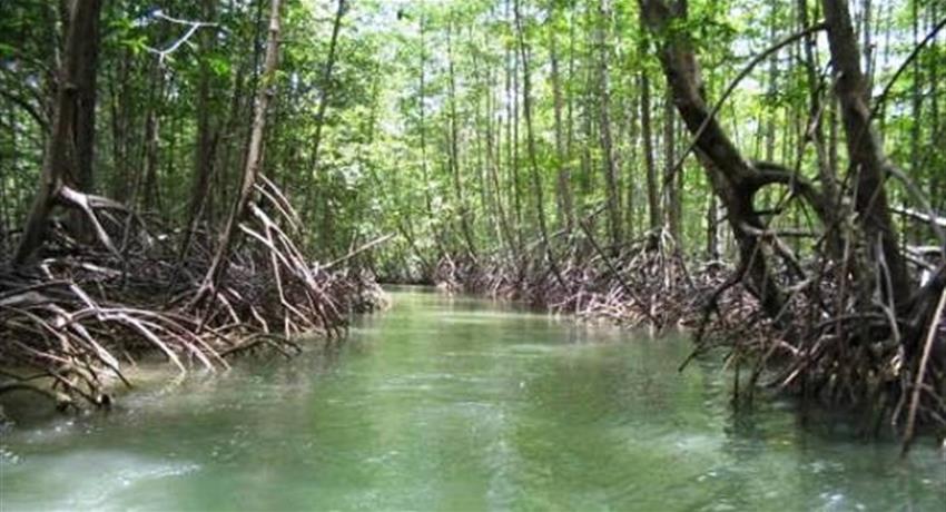 The impressive mangrove, Mangrove Kayak Tour in Isla Damas