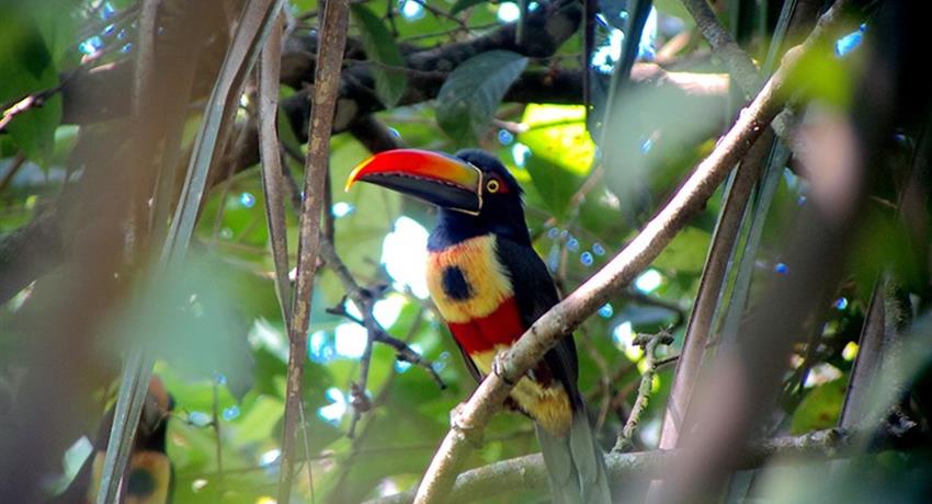 Bird, Manuel Antonio National Park 4-Hour Tour