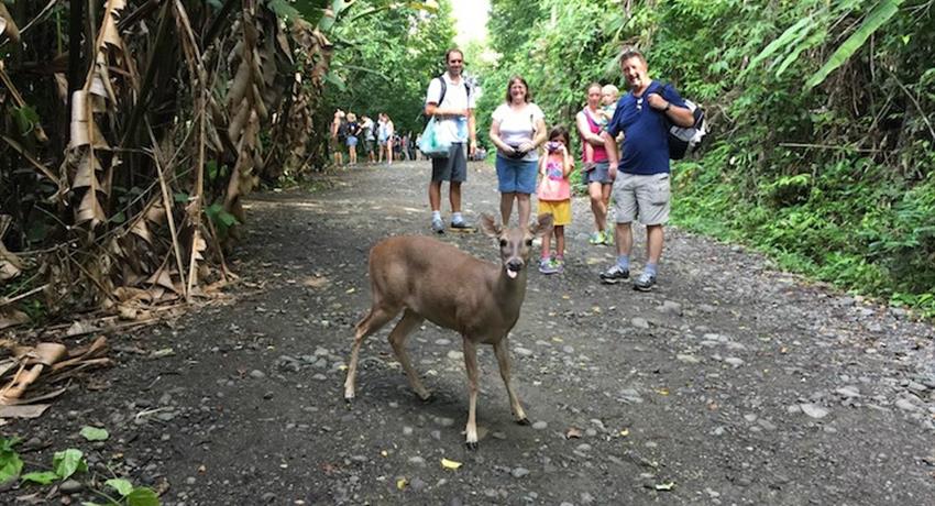Deer, Manuel Antonio National Park 4-Hour Tour