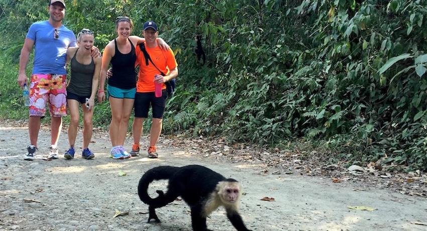 Monkey, Manuel Antonio National Park 4-Hour Tour