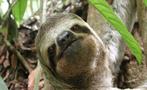 Sloth, Manuel Antonio National Park 8-Hour Tour