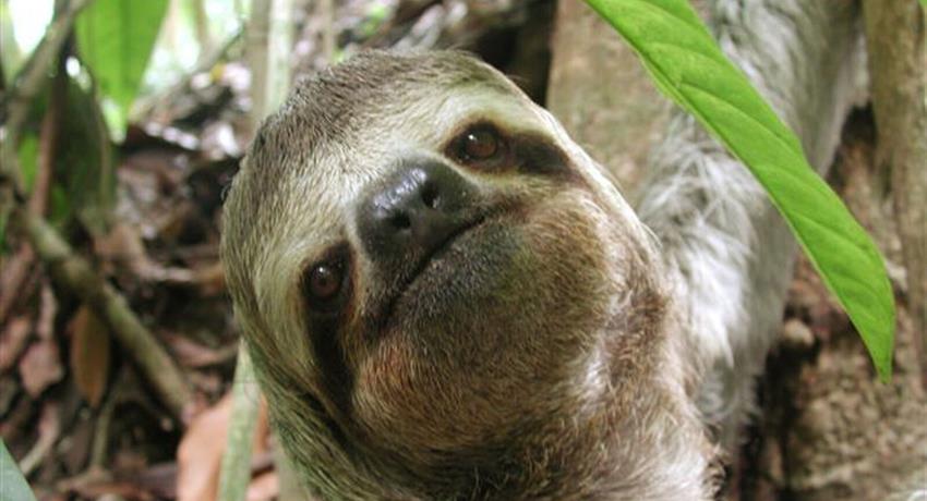 Sloth, Manuel Antonio National Park 8-Hour Tour