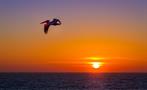 bird flying tiqy, Milbi Sunset 