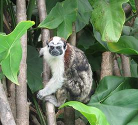 Monkey Islands and the Sloths Sanctuary Tour
