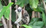 MONKEY ISLAND, Monkey Islands and the Sloths Sanctuary Tour