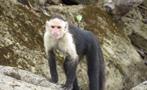 MONKEY ISLAND, Monkey Islands and the Sloths Sanctuary Tour