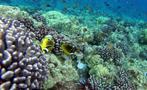 Coral Reef Tiqy, Snorkel Matutino a Molokini