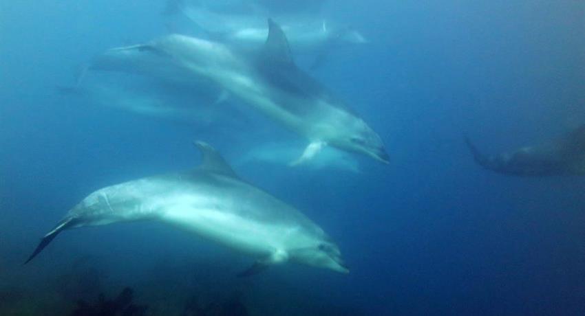 dolphin tiqy, Morning Tour for First Time Diver 