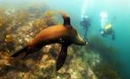 seal tiqy, Morning Tour for First Time Diver 