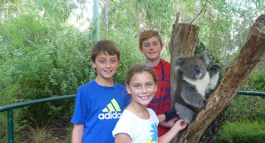 Mount Lofty Downhill Bike trip Koalas and Kids, Mount Lofty Downhill Bike Trip 