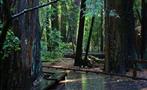 Muir Woods Tiqy, Muir Woods Tour to California’s Redwoods