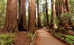 Walking Tour Tiqy, Muir Woods Tour to California’s Redwoods