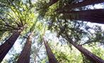Nature Adventures Tiqy, Viaje de Muir Woods a las Secoyas de California