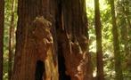 Amazing Experience Tiqy, Viaje de Muir Woods a las Secoyas de California