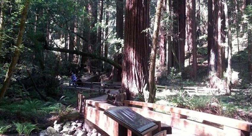 Let's start the tour Tiqy, Muir Woods Tour to California’s Redwoods