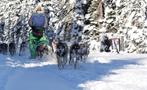 Snow Adventures, Narnia Dog Sled Tour