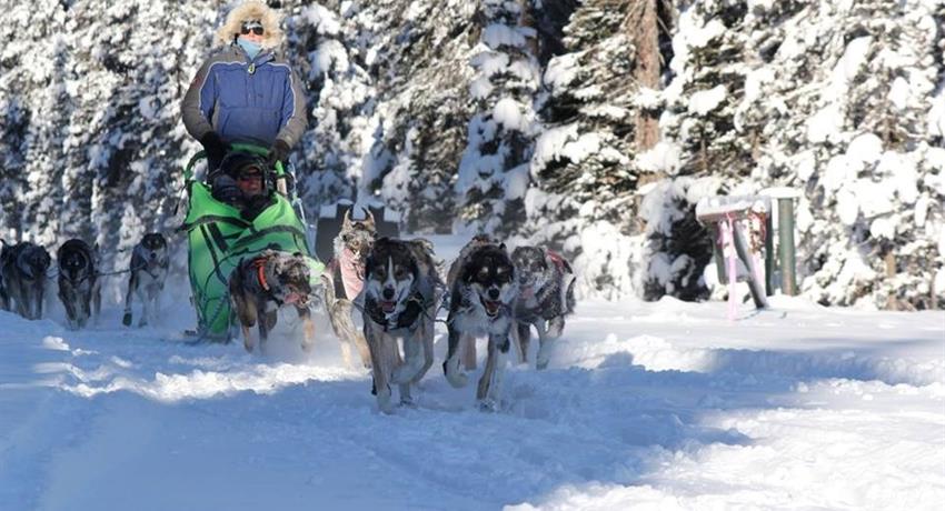 Snow Adventures, Narnia Dog Sled Tour