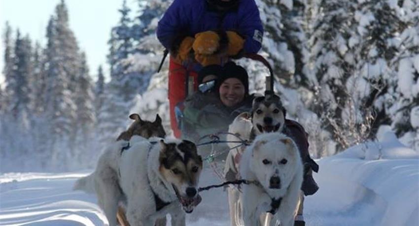 Snow, Narnia Dog Sled Tour