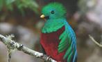 Quetzal, National Parks Birdwatching Tour