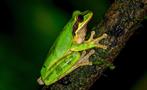 Beautiful Frog, Night Tour to Rainmaker Park