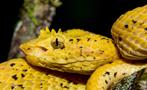 Yellow snake, Night Tour to Rainmaker Park
