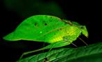 Leef insect, Night Tour to Rainmaker Park