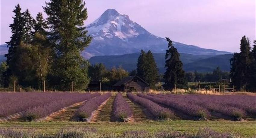 Lavender, Oregon 6-Hour Road tour