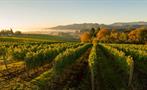 Willamette valley, Oregon Full Day Wine and Waterfall Tour
