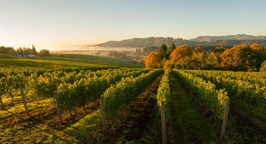 Willamette valley, Oregon Full Day Wine and Waterfall Tour