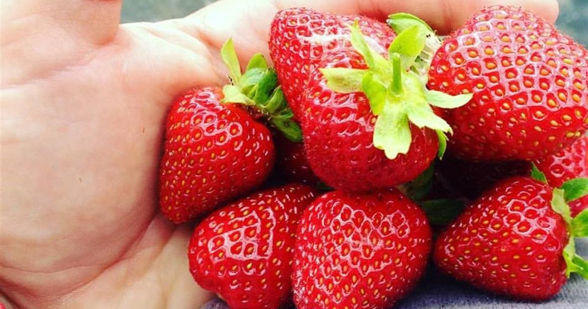 Tour Granja Palmer , Alaska, EstadosUnidos Tiqy