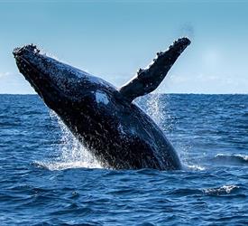 Panama Whale Watching Tour