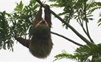 Sloth, Peñas Blancas River 3-Hour Tour