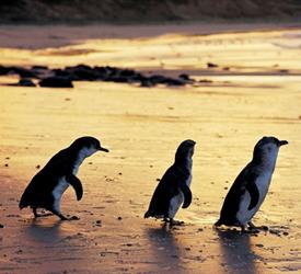 Desfile de Pingüinos y Tour de Vida Silvestre por la Tarde