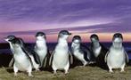 Phillip Island tour penguins, Phillip Island Tour