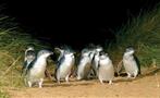 Phillip Island tour little penguin, Phillip Island Tour