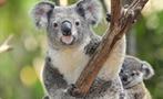 Phillip Island Tour koala, Phillip Island Tour