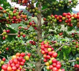 Experience Farm Coffee Tour