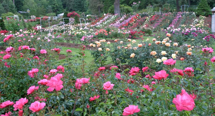 Garden Rose, Tour por la Ciudad de Portland