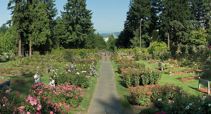 Rose garden, Portland Landmarks 3 Hour Tour